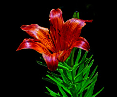 BLÜTE