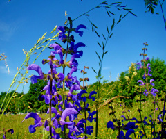 BLÜTEN