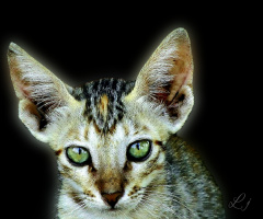 Mr Big-Ear