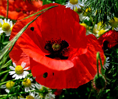 BLÜTEN