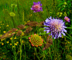 BLÜTEN