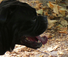 Neighbour's dog