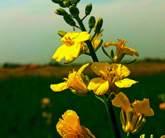 Mustard blossom