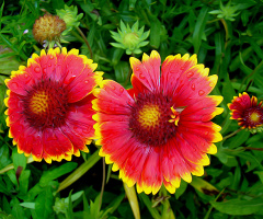 BLÜTEN