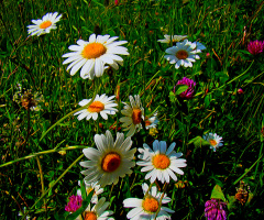 BLÜTEN
