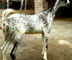 Beautiful Goat