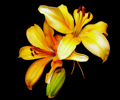 BLÜTEN