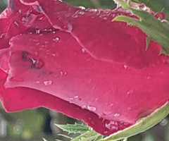 Gül mevsimi