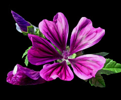 BLÜTE