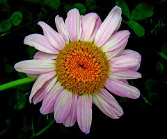 BLÜTE