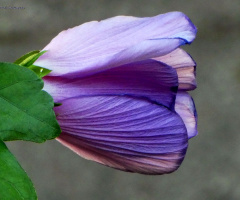 Hibiscus flower