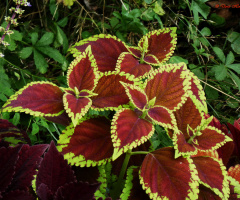 Coleus scutellarioides