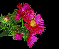 BLÜTEN