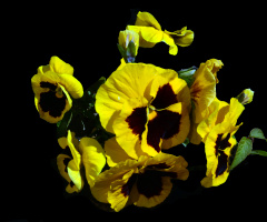 BLÜTEN