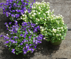 in neighbor's garden