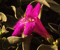 The Last Of An Arizona Spring/Summer