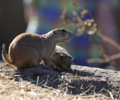 Præriehunde fra Zoo i København - Danmark..