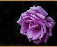 BLÜTE