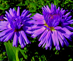 BLÜTEN