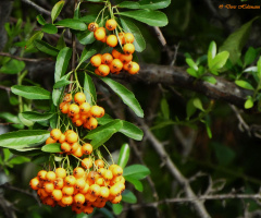 firethorn or pyracantha 