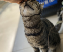 Sevgi pıtırcığı Ayşe kız
