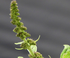 Amaranthus retroflexus 