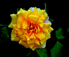 BLÜTE
