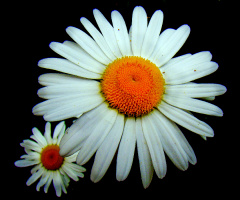 BLÜTEN