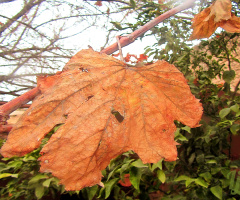 Fall