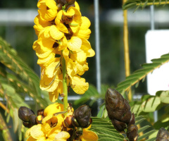 blossoms