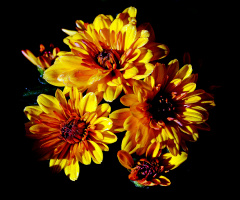 BLÜTEN