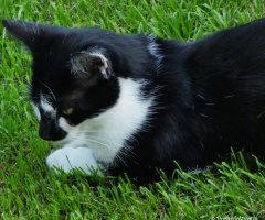 Neighbour's cat 