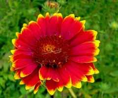 BLÜTE