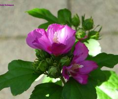Hibiscus flower