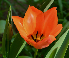 BLÜTE