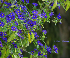 blue