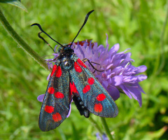 BLÜTE MIT BESUCH