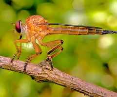 robberfly 