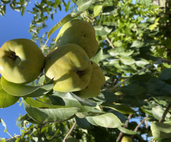 Bereket (Ayva)