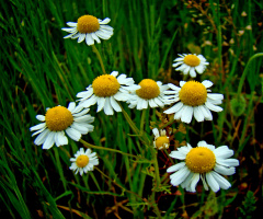 BLÜTEN