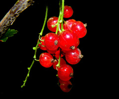 ROT