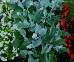 Detail plant bed