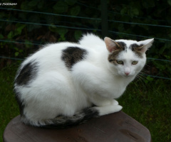 Neighbour's cat 