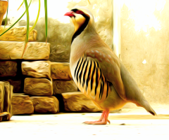 چکور. Chakore 