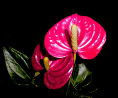 BLÜTEN