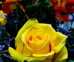 Yellow Rose