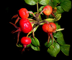 ROT