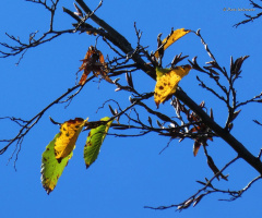 autumn