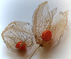 DRY PHYSALIS