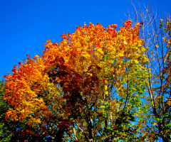 BUNT